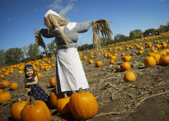 Ferme Marineau Citrouilles